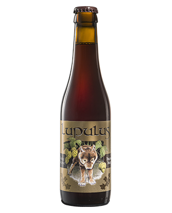 Lupulus Brune - Brasserie Lupulus Brown Ale - Belgian 330ml - 1